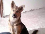 Contato da dona (Letcia): (48) 9629-2064 e-mail: lebreda@bol.com.br   Esta  a minha Cadela Fiona, ela desapareceu no dia 07/12 perto do Estdio Orlando Scarpelli. Ela fez 6 meses no dia 17/01/2011. Raa: Akita com vira-lata Pelagem: Preto, amarelo e algumas partes brancas. Por favor ajudem a encontr-la.