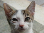 Contato da Dona (Isadora Caldas): (48) 96268781 e-mail: isoca512_@hotmail.com Nome: Kitty   A gatinha Kitty desapareceu na manh de 13 de janeiro de 2011 no Santa Mnica. Com aproximadamente trs meses, tamanho pequeno, gatinha vira lata de pelo curto branco e com manchas beges. A famlia sente muita falta dela.