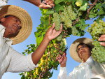 A regio tem boa ventilao e insolao, o que contribui para a maturao das uvas e para a qualidade do vinho