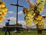 As experincias na regio so exitosas tanto em variedades tradicionais, como carbernet sauvignon e chardonnay, quanto em castas novas no Estado, como a francesa arinarnoa e a portuguesa touriga nacional