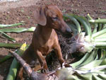 Esse  o Guiazu: o cachorrinho da casa do Jeferson Padilha. Ele tem um aninho e adora uma fotografia.