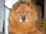 A Belinha  a chow chow da Joice. Ela adora passeae e  uma graa. 