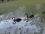 Letcia Dondorfer registrou essa cena do Jardim Botnico!