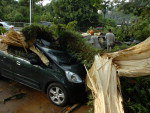 rvore cai sobre carros no estacionamento da Prefeitura de Blumenau