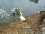 Sem ter outros patos para dividir a beira do rio,  o pato se aproximou das capivaras e foi adotado. 