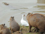 Sem ter outros patos para dividir a beira do rio,  o pato se aproximou das capivaras e foi adotado. 