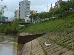 Sem ter outros patos para dividir a beira do rio,  o pato se aproximou das capivaras e foi adotado.