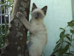 Essa  a Catarina, a gata da tia da Laura Ribeiro. Ela adora dormir no colinho das pessoas e subir rvores com pode se ver na foto.