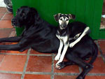 O Max e o Lupi so tratados como reis na casa do tio da Laura da Rosa Ribeiro. 