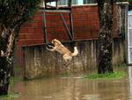 Cachorro fugindo da enchente em Rio do Sul