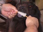 Kong  o Filhote do tio Mauricio Campos (ele  uma cruza de chow-chow com Collie). Lindo carinhoso  paticipativo com toda familia em todos os momentos adora  um picole, colo e passear de carro.