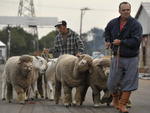 Desembarque de ovelhas das raas Corriedale e Texel em Esteio, para a Expointer 2011