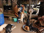 Casal Rogrio e Solange criam 72 cachorros em Gaspar