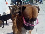 &quot;Esta  minha boxer Princesa. Carinhosa, tranquila e muito esperta.  uma querida e fez at pose para foto. Atrs dela est a Naomi. 