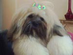 Oi, essa  a Jolly, minha LHASA APSO. No h nada no mundo mais gostoso e gratificante, que ter uma delicinha destas como amiga e comoanheira de todas as horas. Amooooooooo minha cadelinha assim como amo todos os animais.