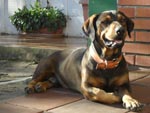 Esse  o meu melhor amigo: Leon...Muito querido e brincalho,adora brincar com litros e jogar bola,adora dormir de barriga pra cima,pegar um solzinho,tomar um banho e passear a tardinha.Leon  uma mistura de rottweiler com linguia(Rottlia!)... Mariana Machado