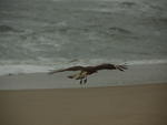 Gavio na praia mole 