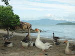 Fotos dos animais na praia do Sambaqui 