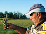 So 400 mil mudas em nove hectares, espalhados em pontos diferentes, e 200 mil frutos prontos para colheita. Joo Renato Silveira de Lima cultiva a variedade prola de formato cnico.