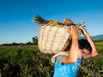 Cada um leva 30kg de peso sobre os ombros.