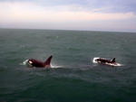 Pelo menos oito orcas foram avistadas no litoral de Santa Catarina nesta semana entre o litoral de Bombinhas, Norte de Florianpolis e a Ilha do Arvoredo