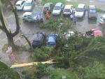 rvore caiu no ptio da Prefeitura de Blumenau