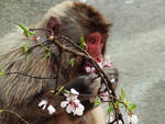 Um macaco come flor de cerejeira no zoolgico Ueno, em Tquio no Japo.