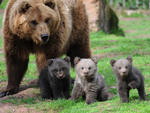 Me ursa e os trs filhotes ao ar livre no parque de vida selvagem Tripsdrill sul da Alemanha.