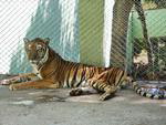 Animais sofrem em zoolgico abandonado no Alto Vale, Tigre-de-Bengala
