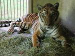 Animais sofrem em zoolgico abandonado no Alto Vale, Tigre-de-Bengala