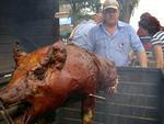 Festeiros assam porco de 41 quilos
