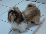 Minha casa foi assaltada dia 26/04/12 no jardim Atlantico e roubaro minha cadelinha da raa shih tzu que atende pelo nome de Babylu ela  dourada com branco! Pago recompensa para quem encontrar. Qualquer informao pelos telefones (48)9910-1797 ou (48) 84525758 ou pelo e-mail kelin.kbk@hotmail.com Obrigada pela ateno