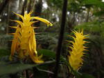 Aphelandra sp., planta nativa do sub-bosque de florestas