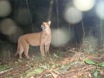 Parque Nacional Serra do Itaja, Puma