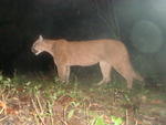 Parque Nacional Serra do Itaja, Puma