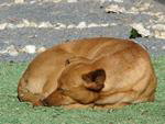 Cena inusitada no Centro de Blumenau. Cachorro deita em tapete de Corpus Christi