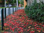 Flores no cho mostram a cara do outono