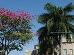 Ip-roxo, rvore smbolo de Blumenau, na Rua Presidente John Kennedy