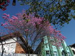 Ip-roxo, rvore smbolo de Blumenau, na Rua XV de Novembro