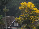 Ips colorem a paisagem urbana de Blumenau