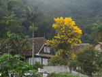 Ips colorem a paisagem urbana de Blumenau