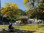 Ips colorem a paisagem urbana de Blumenau