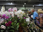 Circulo de Orquidfilos de Blumenau promove, na Vila Germnica, a 149 Exposio de Orqudeas, Bonsai, Bromlias e Plantas Ornamentais. Exposio vai at domingo