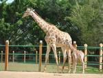 Quinta-feira: Dois nascimentos raros  so registrados no Zoo de Beto Carrero World em Penha. Um filhote de girafa e um de tamandu-mirim nasceram no parque