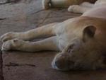 Animais do Parque Beto Carrero, leo branco