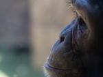 Animais do Parque Beto Carrero, chimpanz