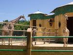 Parque Beto Carrero registra nascimento de girafa e tamandu-mirim