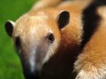 Parque Beto Carrero registra nascimento de girafa e tamandu-mirim