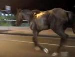 Sexta-feira:  Um cavalo foi visto correndo na Beira-Rio, em Blumenau. Cena inusitada foi registrada por um adolescente que passava na avenida
