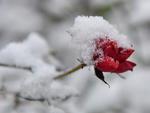 Rosa coberta de neve em um jardim em Bremen, noroeste da Alemanha.